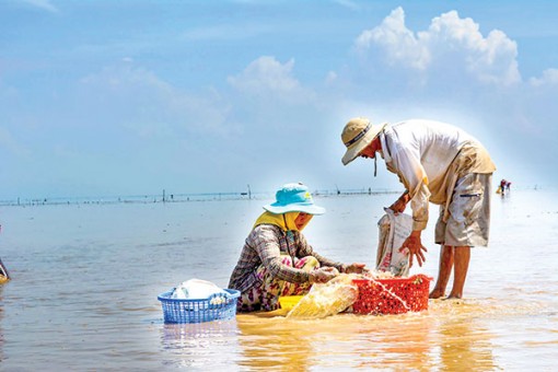 Tổ chức lại sản xuất, phát triển bền vững ngành nhuyễn thể