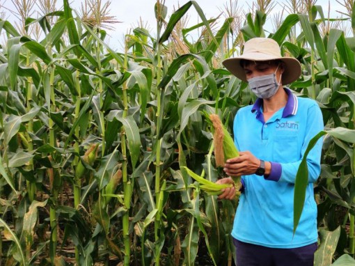Giá bắp tăng cao