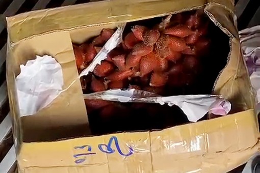 An Giang: Phát hiện hộ kinh doanh 1,2 tấn trái mây không rõ nguồn gốc