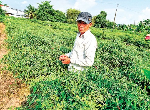 Giá ớt chỉ thiên tăng cao, nhưng cần thận trọng khi mở rộng diện tích