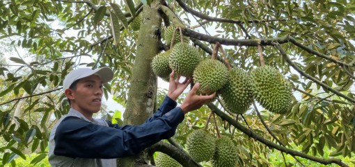 Trồng sầu riêng cho thu nhập cao