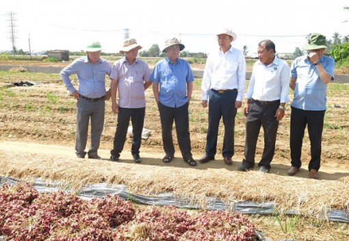 Cần chế biến hành tím thành đa dạng các sản phẩm