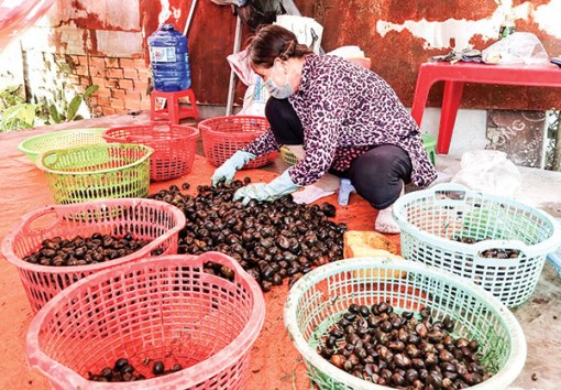 Ốc bươu đen, ốc lác đều giảm giá