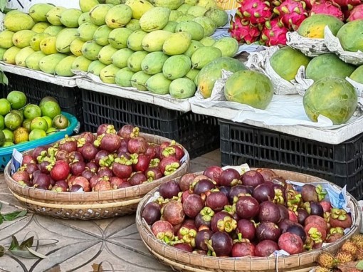 Măng cụt đầu mùa bán được giá cao