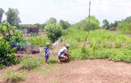 Cấp bách giải bài toán an cư cho người dân sống ven đê biển Tây Cà Mau
