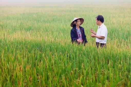 Bayer ra mắt giải pháp xử lý hạt giống mới chủng ngừa bệnh đạo ôn lá và tăng năng suất lúa