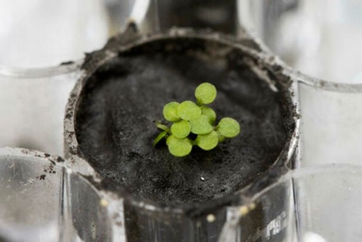 Lần đầu tiên hạt giống nảy mầm trên đất Mặt trăng