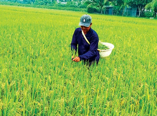 Thương lái đặt cọc mua lúa hè thu từ 5.500 đồng/kg trở lên