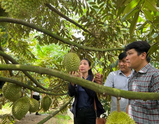 Kết nối tìm đầu ra cho sầu riêng Phong Điền