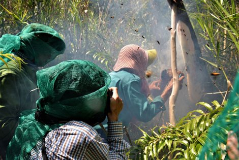 Thú vị nghề “ăn ong” ở đất rừng U Minh Hạ