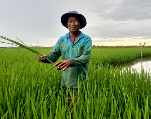 Làm giàu nhờ "con tôm ôm gốc lúa"