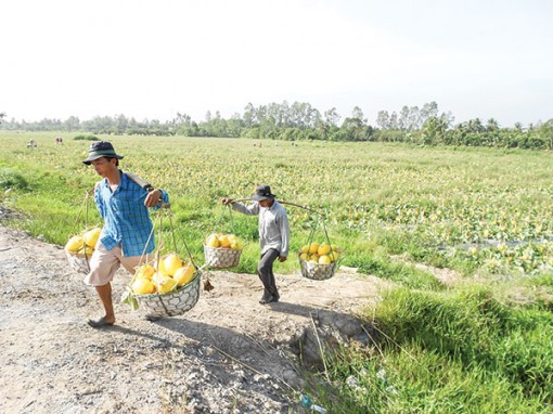Nhiều mô hình sản xuất hiệu quả kinh tế cao