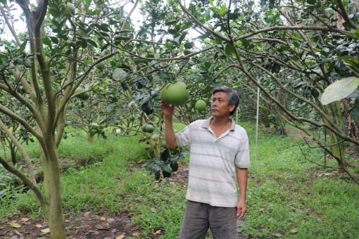 Bưởi da xanh tăng giá