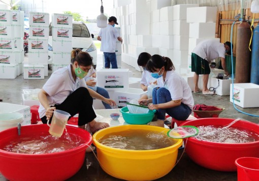 Cần ổn định và phát triển chuỗi giá trị con tôm