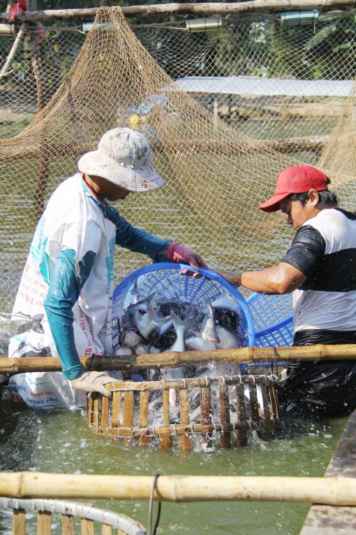 Sản lượng thủy sản thu hoạch tăng mạnh