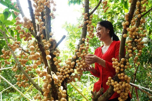Xây dựng sản phẩm du lịch từ trái dâu Phong Điền