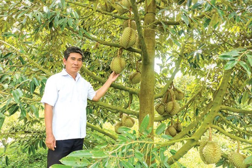 Phát huy hiệu quả vườn cây ăn trái