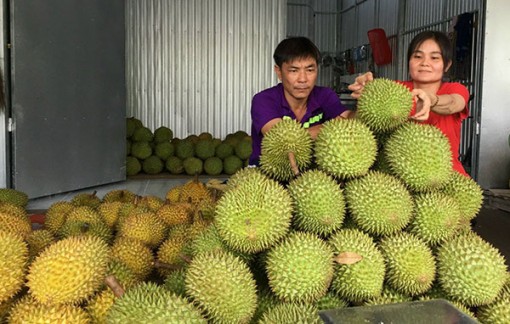 Hỗ trợ tạo việc làm, thu nhập
