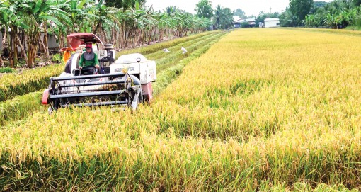 Giá lúa  ổn định