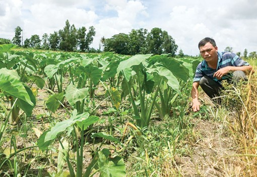 Sản xuất hiệu quả, nâng cao thu nhập