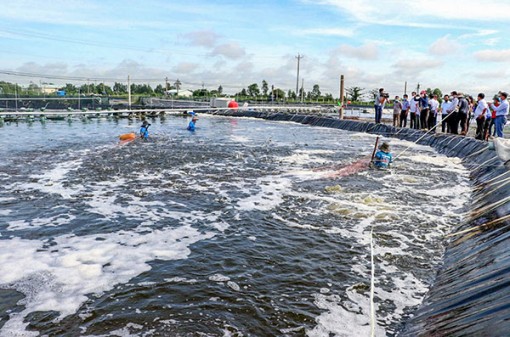 Sóc Trăng: Thiệt hại hơn 1.300ha tôm nuôi