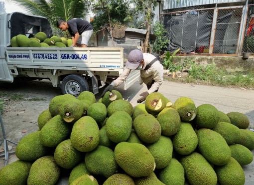 Giá trái mít Thái khởi sắc
