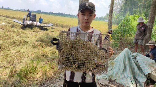 Diệt chuột theo hướng an toàn để bảo vệ mùa màng