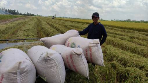 Giá lúa tăng nhẹ