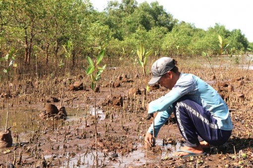 Trà Vinh trồng 2,1 triệu cây xanh