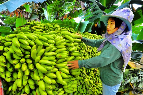 Philippines kêu gọi người tiêu dùng Nhật Bản chia sẻ gánh nặng với người trồng chuối