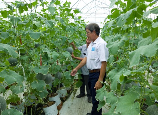 Mô hình nông nghiệp công nghệ cao phát huy hiệu quả