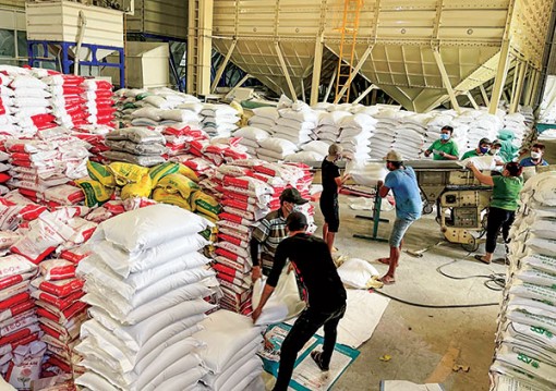 Tháo nghẽn cho thị trường lúa gạo