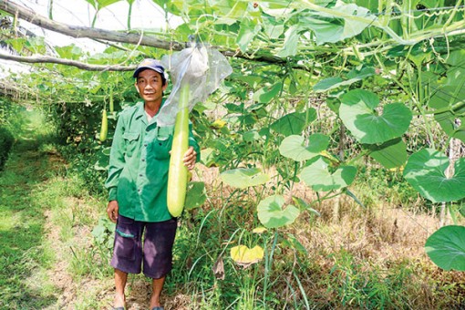 Diện tích sản xuất rau tăng