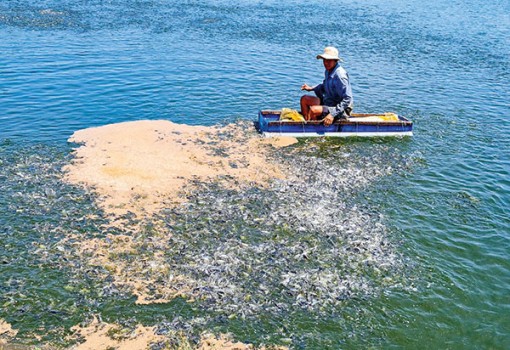 Giải pháp ổn định, an toàn cho nuôi trồng thủy sản