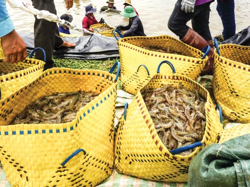 Ngành tôm đạt mục tiêu, nhưng khó như kỳ vọng