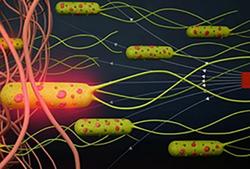 Robot sinh học có thể “cách mạng hóa” cuộc chiến chống ung thư