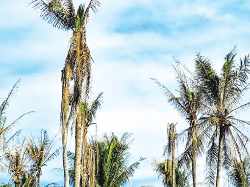 Diện tích vườn dừa bị nhiễm các loại dịch hại tăng