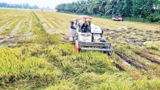 Giá nhiều loại lúa giảm