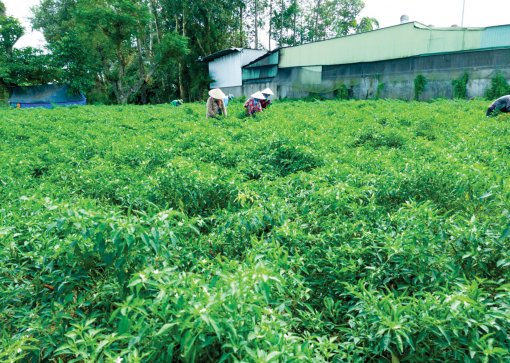 Giá nhiều loại ớt ở mức cao