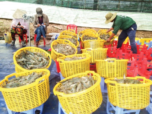 Con tôm và bài toán giảm giá thành