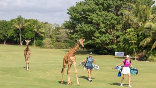 Sân golf “thân thiện” với động vật hoang dã