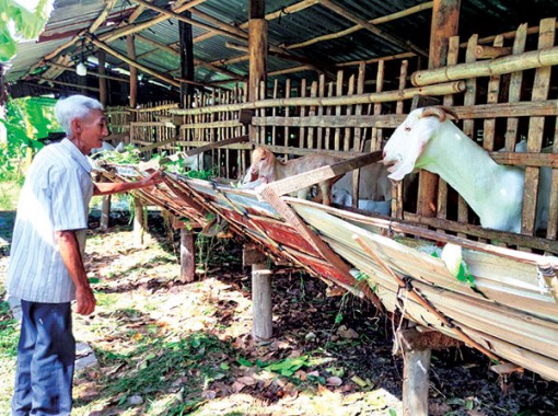 Giá dê hơi tăng mạnh