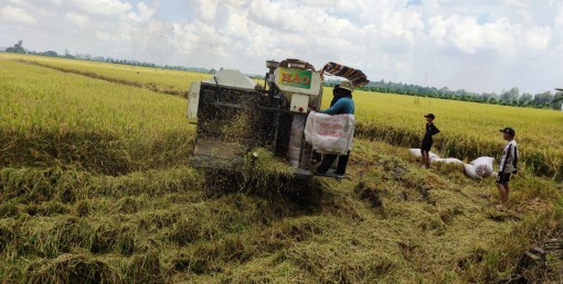 Khuyến khích doanh nghiệp tham gia phát triển chuỗi giá trị lúa gạo bền vững