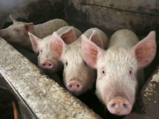 Nhiều triển vọng y khoa nhờ hồi sinh thành công nội tạng heo đã chết