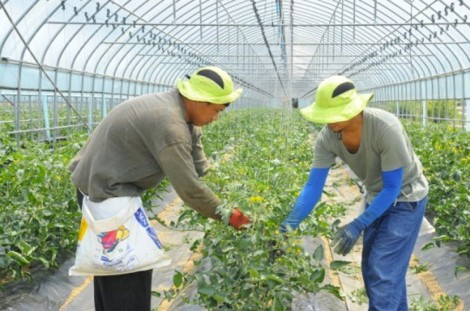 Hàn Quốc tăng hạn ngạch lao động nước ngoài