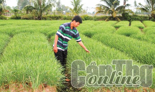 Thốt Nốt: Phát triển sản xuất nông nghiệp gắn với du lịch sinh thái