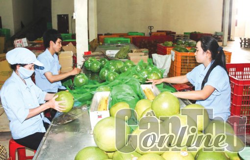 Tiềm năng xuất khẩu nông sản vào thị trường Úc