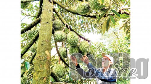 Kết nối đầu ra cho nông sản Cần Thơ