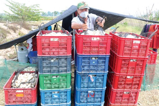 Trứng gia cầm giảm giá