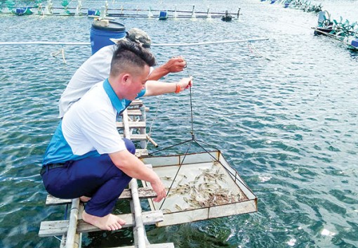 Nuôi tôm theo chuẩn thị trường